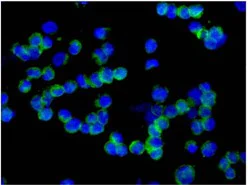 Immunocytochemistry/ Immunofluorescence - Anti-RBMS3+ RBMS1 antibody [EPR12905] - BSA and Azide free (AB250332)