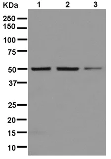 Western blot - Anti-RBMS3+ RBMS1 antibody [EPR12905] - BSA and Azide free (AB250332)