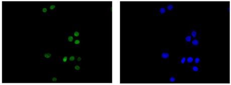 Immunocytochemistry/ Immunofluorescence - Anti-RBMX2 antibody [EPR14394] - BSA and Azide free (AB250272), expandable thumbnail