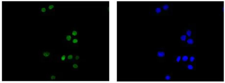 Immunocytochemistry/ Immunofluorescence - Anti-RBMX2 antibody [EPR14394] - BSA and Azide free (AB250272)