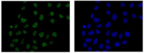 Immunocytochemistry/ Immunofluorescence - Anti-RBMX2 antibody [EPR14394] - BSA and Azide free (ab250272), expandable thumbnail