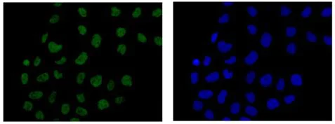 Immunocytochemistry/ Immunofluorescence - Anti-RBMX2 antibody [EPR14394] - BSA and Azide free (AB250272)