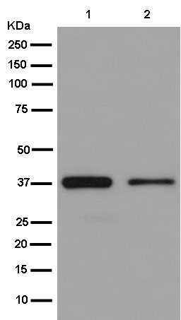Western blot - Anti-RBMX2 antibody [EPR14394] - BSA and Azide free (AB250272), expandable thumbnail