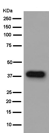 Western blot - Anti-RBMX2 antibody [EPR14394] - BSA and Azide free (AB250272), expandable thumbnail