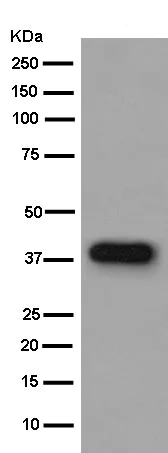 Western blot - Anti-RBMX2 antibody [EPR14394] - BSA and Azide free (AB250272)