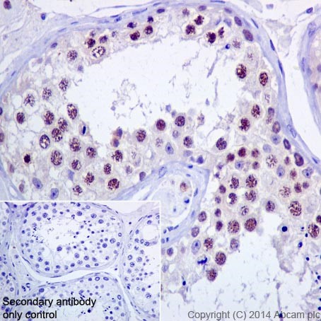 Immunohistochemistry (Formalin/PFA-fixed paraffin-embedded sections) - Anti-RBMY1A1 antibody [R12508(2)] - BSA and Azide free (AB251302), expandable thumbnail