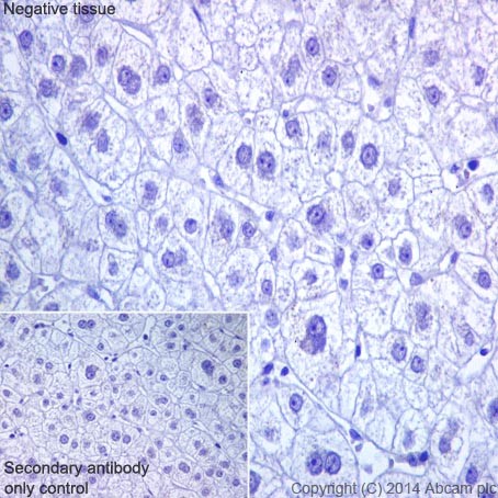 Immunohistochemistry (Formalin/PFA-fixed paraffin-embedded sections) - Anti-RBMY1A1 antibody [R12508(2)] - BSA and Azide free (AB251302), expandable thumbnail