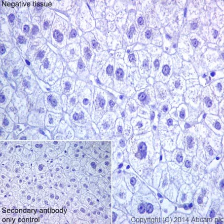 Immunohistochemistry (Formalin/PFA-fixed paraffin-embedded sections) - Anti-RBMY1A1 antibody [R12508(2)] - BSA and Azide free (AB251302)