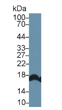 Western blot - Anti-RBP2 antibody (AB233514), expandable thumbnail