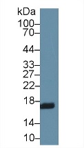 Western blot - Anti-RBP2 antibody (AB233514), expandable thumbnail