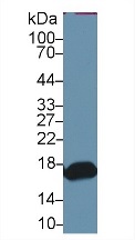 Western blot - Anti-RBP2 antibody (AB233514), expandable thumbnail