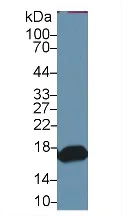 Western blot - Anti-RBP2 antibody (AB233514)