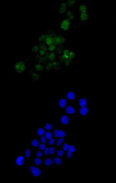 Immunocytochemistry/ Immunofluorescence - Anti-RBP2 antibody [EPR12334] - BSA and Azide free (AB250197)