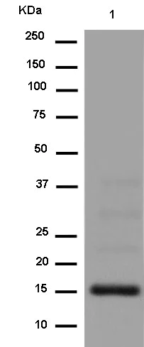 Western blot - Anti-RBP2 antibody [EPR12334] - BSA and Azide free (AB250197)