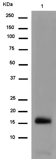 Western blot - Anti-RBP2 antibody [EPR12334] - BSA and Azide free (AB250197)