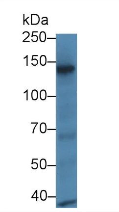 Western blot - Anti-RBP3/IRBP antibody (AB233190)