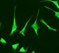 Immunocytochemistry/ Immunofluorescence - Anti-RBP4 antibody [EP3657] (AB109193)