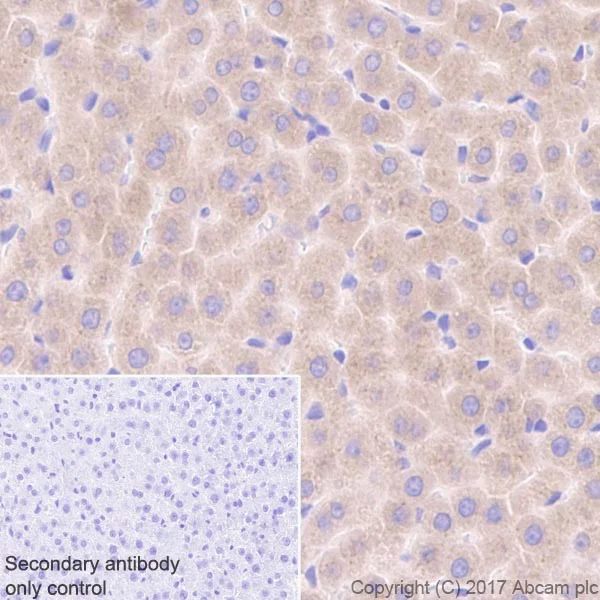 Immunohistochemistry (Formalin/PFA-fixed paraffin-embedded sections) - Anti-RBP4 antibody [EPR18020-115] - BSA and Azide free (AB227487)