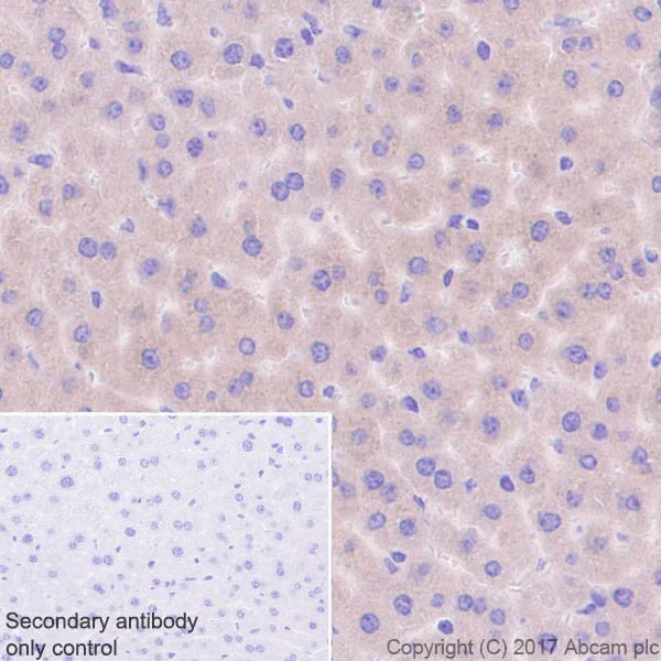 Immunohistochemistry (Formalin/PFA-fixed paraffin-embedded sections) - Anti-RBP4 antibody [EPR18020-115] - BSA and Azide free (AB227487)