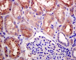 Immunohistochemistry (Formalin/PFA-fixed paraffin-embedded sections) - Anti-RBP4 antibody [EPR5879] - BSA and Azide free (AB248553)