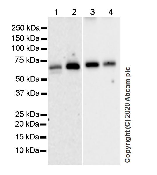 Western blot - Anti-RBPJK antibody [7A11] (AB252858), expandable thumbnail