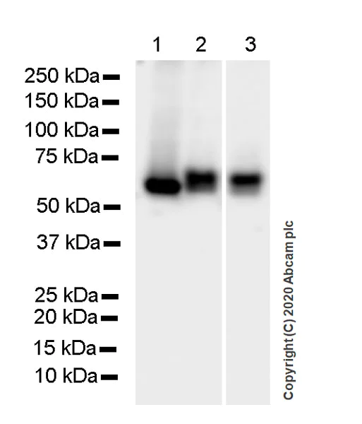 Western blot - Anti-RBPJK antibody [7A11] - BSA and Azide free (AB255852)