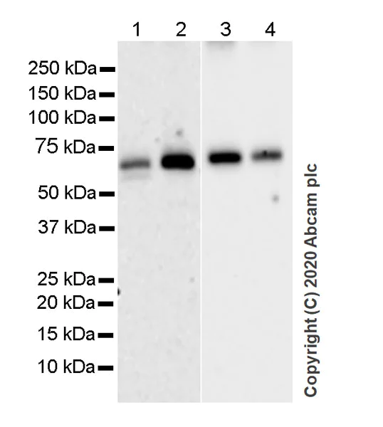 Western blot - Anti-RBPJK antibody [7A11] - BSA and Azide free (AB255852)