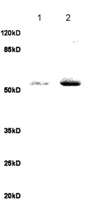 Western blot - Anti-RBPJK antibody (AB217683)
