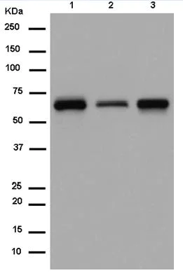 Western blot - Anti-RBPJK antibody [EPR13479] (AB180588)