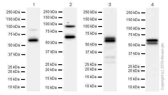 Western blot - Anti-RBPJK antibody [EPR13479] (AB180588)