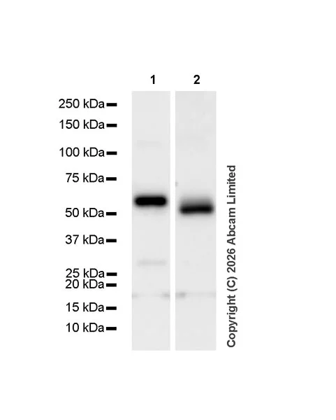 Western blot - Anti-RBPJK antibody [EPR13479] - BSA and Azide free (AB240227)