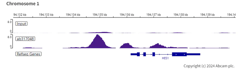 ChIP-sequencing - Anti-RBPJK antibody [RM2045] - BSA and Azide free (AB317049)