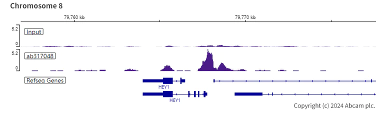 ChIP-sequencing - Anti-RBPJK antibody [RM2045] - BSA and Azide free (AB317049)
