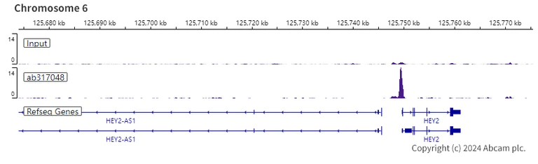 ChIP-sequencing - Anti-RBPJK antibody [RM2045] - BSA and Azide free (AB317049)