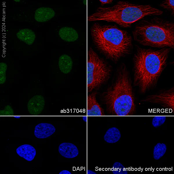 Immunocytochemistry/ Immunofluorescence - Anti-RBPJK antibody [RM2045] - BSA and Azide free (AB317049)