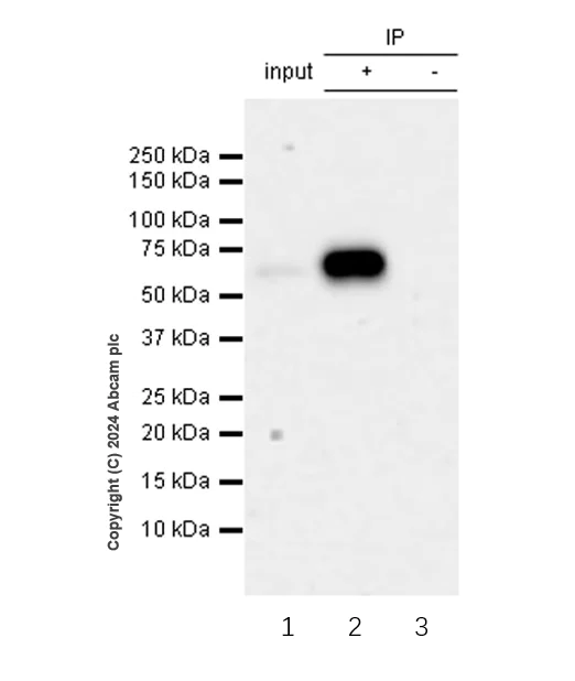 Immunoprecipitation - Anti-RBPJK antibody [RM2045] - BSA and Azide free (AB317049)