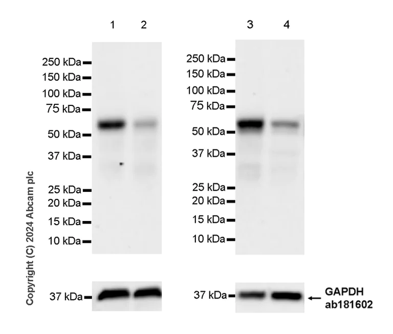 Western blot - Anti-RBPJK antibody [RM2045] - BSA and Azide free (AB317049)