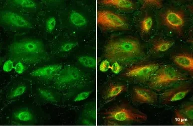 Immunocytochemistry/ Immunofluorescence - Anti-RBPMS antibody (AB152101)