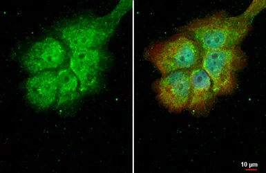 Immunocytochemistry/ Immunofluorescence - Anti-RBPMS antibody (AB152101)