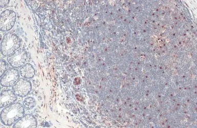 Immunohistochemistry (Formalin/PFA-fixed paraffin-embedded sections) - Anti-RBPMS antibody (AB152101), expandable thumbnail
