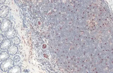 Immunohistochemistry (Formalin/PFA-fixed paraffin-embedded sections) - Anti-RBPMS antibody (AB152101)