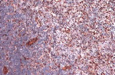 Immunohistochemistry (Formalin/PFA-fixed paraffin-embedded sections) - Anti-RBPMS antibody (AB152101)