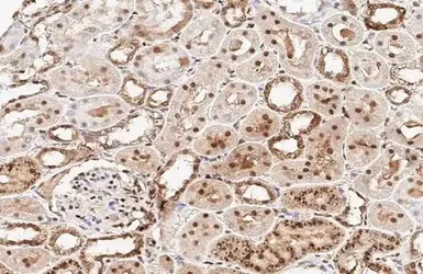 Immunohistochemistry (Formalin/PFA-fixed paraffin-embedded sections) - Anti-RBPMS antibody (AB152101)