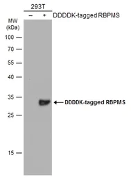 Western blot - Anti-RBPMS antibody (AB152101)