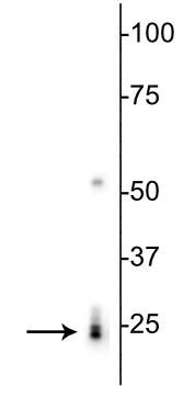 Western blot - Anti-RBPMS antibody (AB194213)