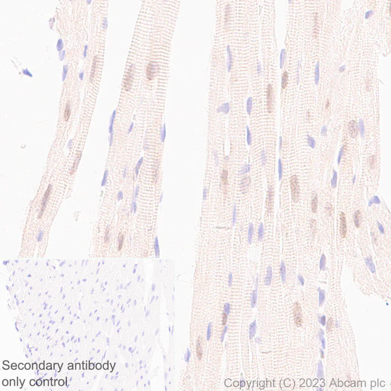 Immunohistochemistry (Formalin/PFA-fixed paraffin-embedded sections) - Anti-RBPMS antibody [EPR27130-21] - BSA and Azide free (AB309095)