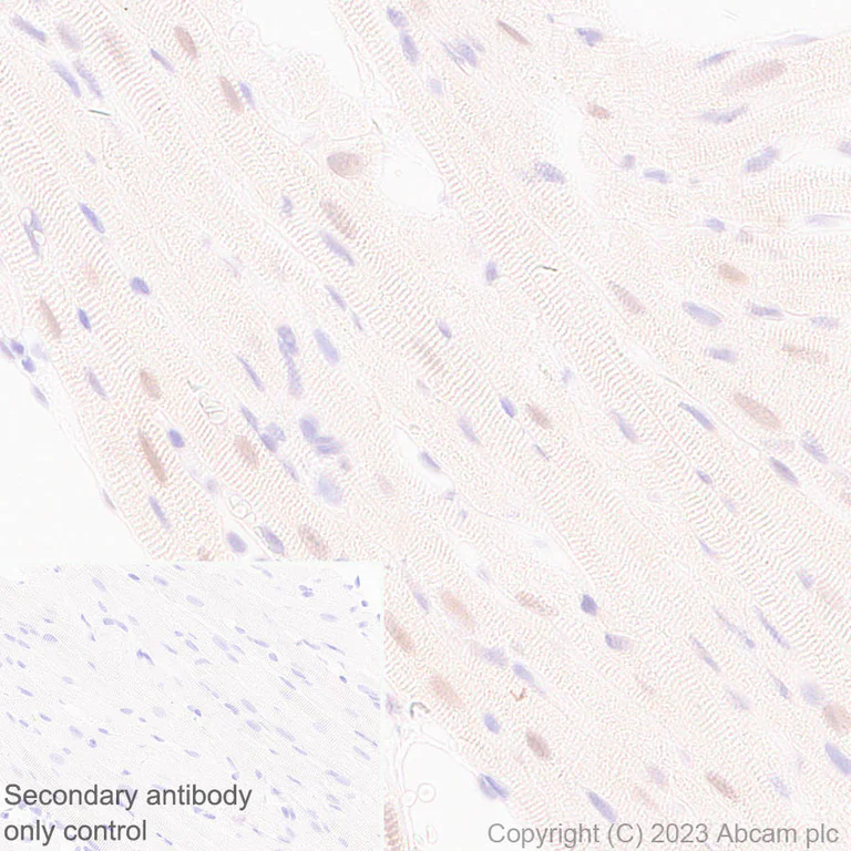 Immunohistochemistry (Formalin/PFA-fixed paraffin-embedded sections) - Anti-RBPMS antibody [EPR27130-21] - BSA and Azide free (AB309095)
