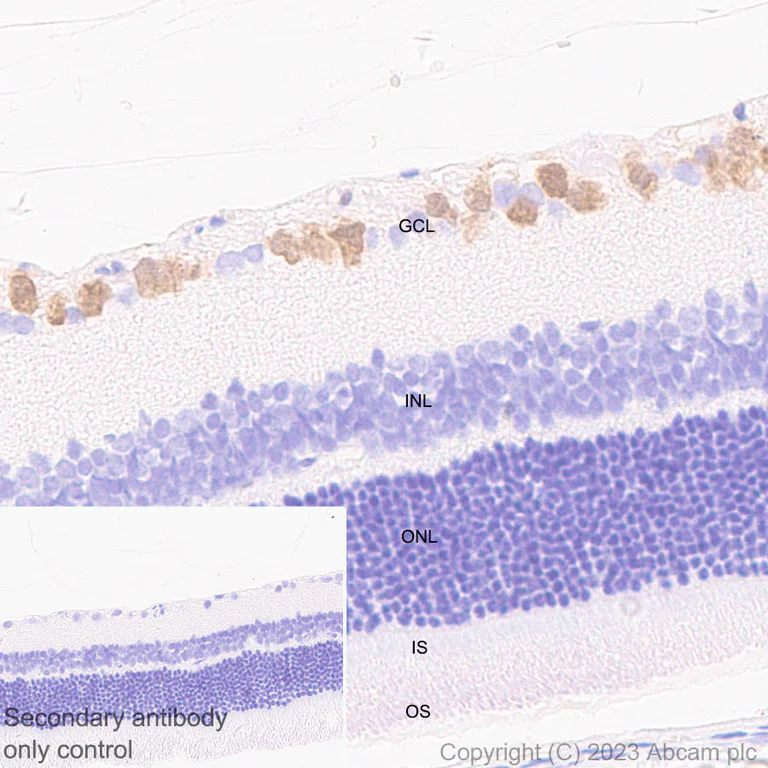 Immunohistochemistry (Formalin/PFA-fixed paraffin-embedded sections) - Anti-RBPMS antibody [EPR27130-21] - BSA and Azide free (AB309095)