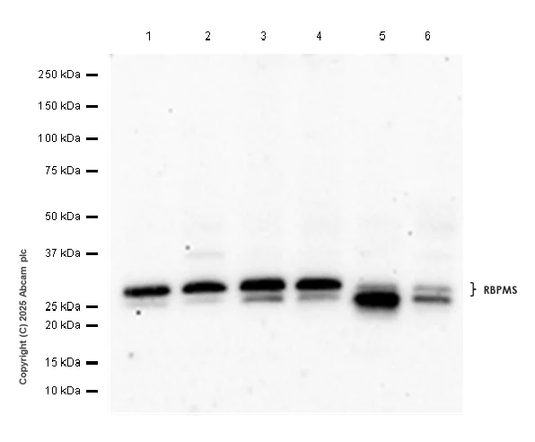Western blot - Anti-RBPMS antibody [EPR27130-21] - BSA and Azide free (AB309095)