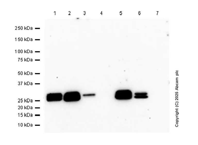 Western blot - Anti-RBPMS antibody [EPR27130-21] - BSA and Azide free (AB309095)
